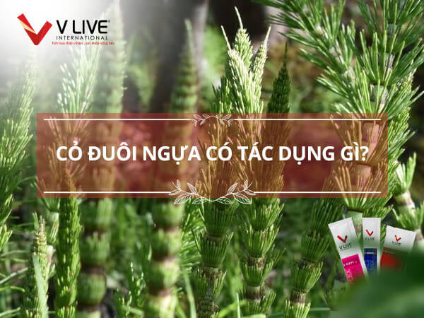 Cây cỏ đuôi ngựa có tác dụng gì với sức khỏe, sắc đẹp?