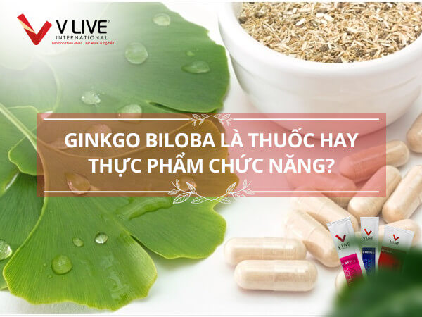 Ginkgo Biloba là thuốc hay thực phẩm chức năng?